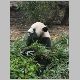 9. de eerste van een hele reeks panda's.JPG